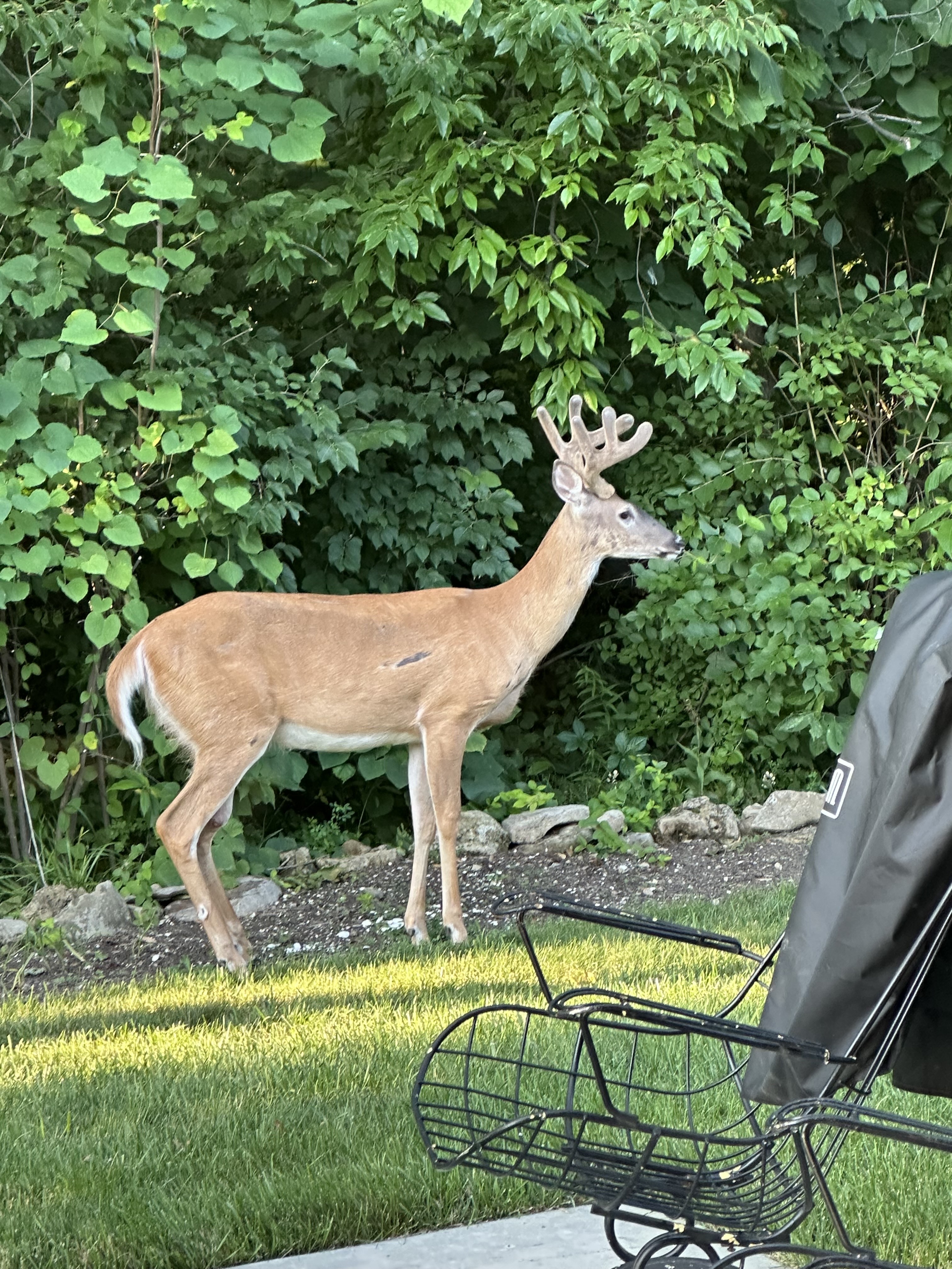 A deer visiting our back yard